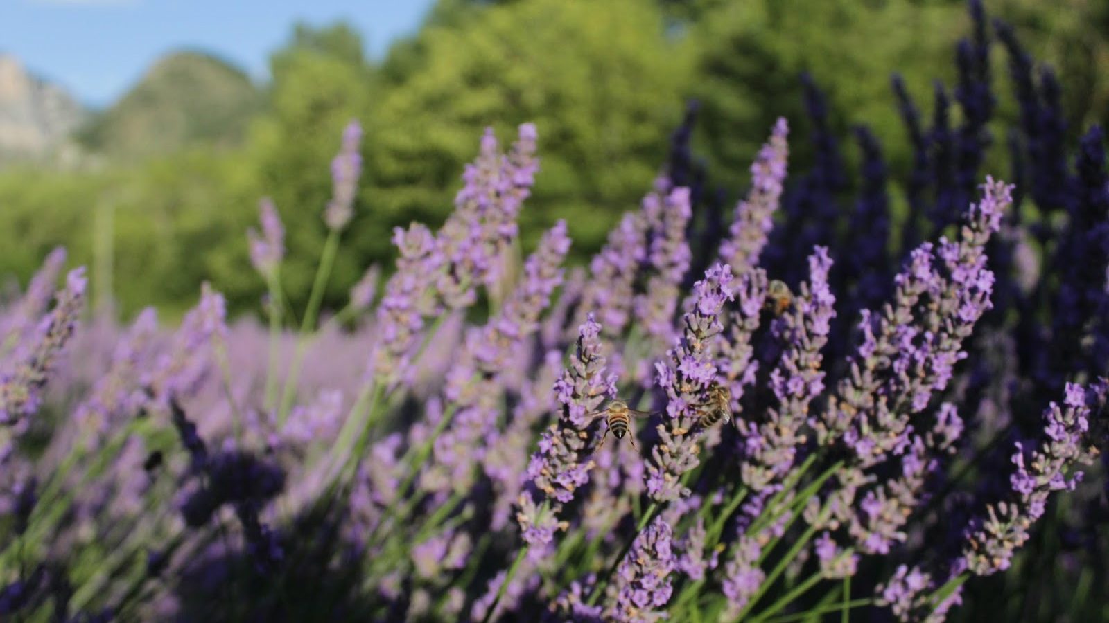 Lavendel & Wohlbefinden