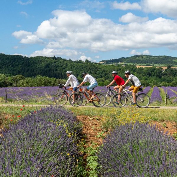 lavenders and bike